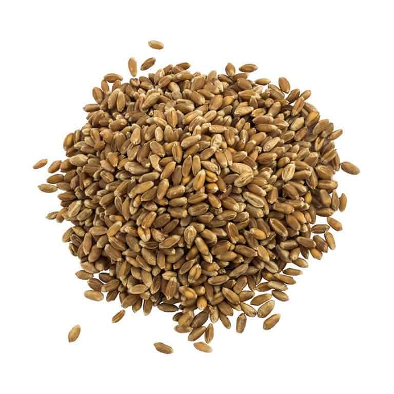 Organic Rye Kernel 50 lbs / 22.68 kg